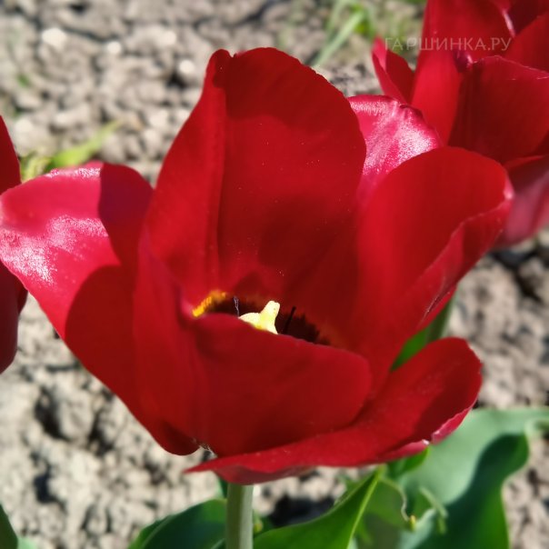 превью изображения отзыва