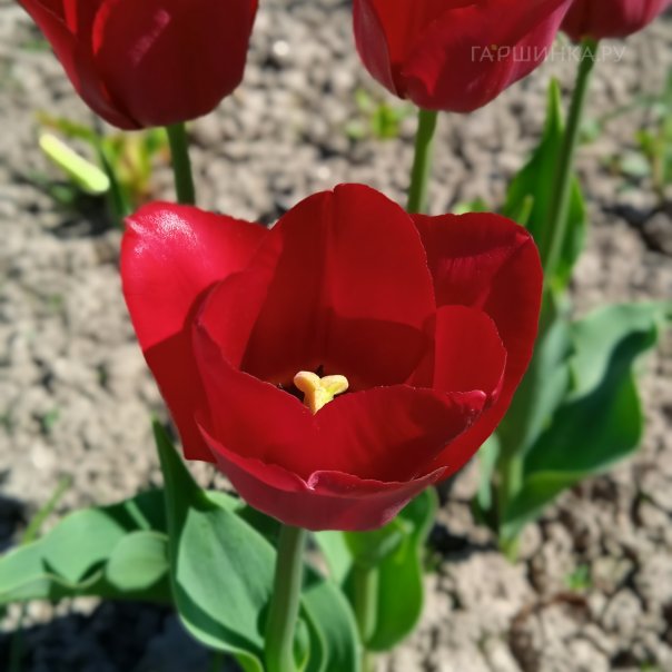 превью изображения отзыва