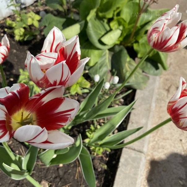 превью изображения отзыва