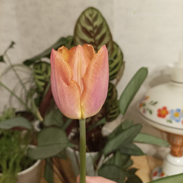 превью изображения отзыва