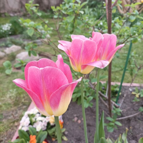 превью изображения отзыва