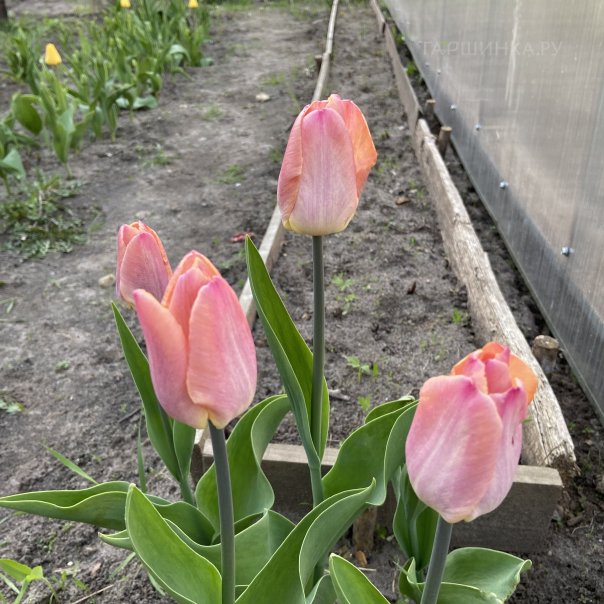 превью изображения отзыва