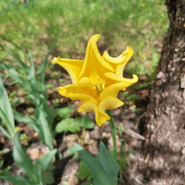 превью изображения отзыва