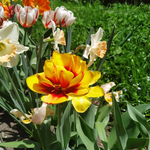 превью изображения отзыва