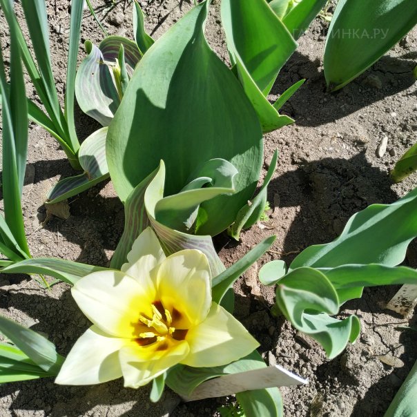 превью изображения отзыва