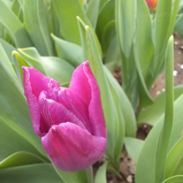 превью изображения отзыва