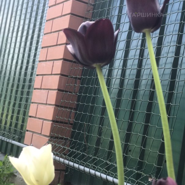 превью изображения отзыва