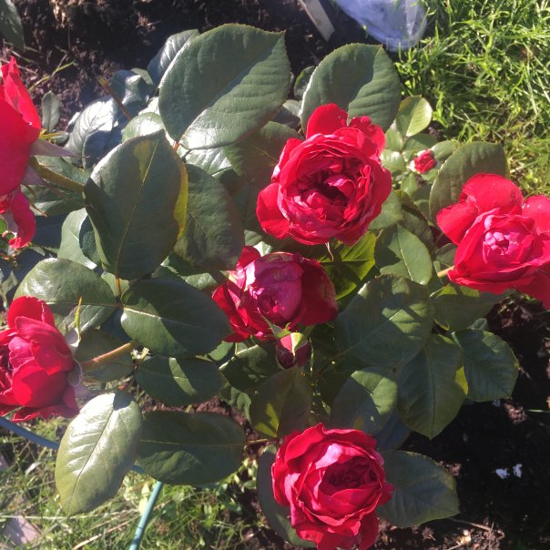 превью изображения отзыва