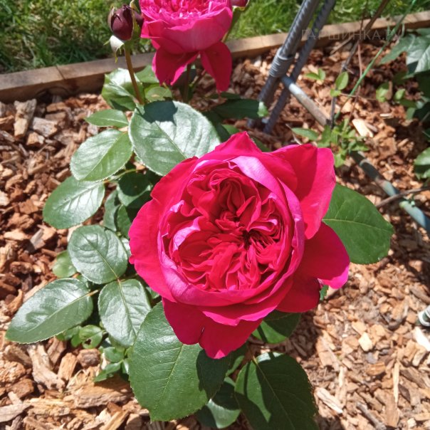 превью изображения отзыва