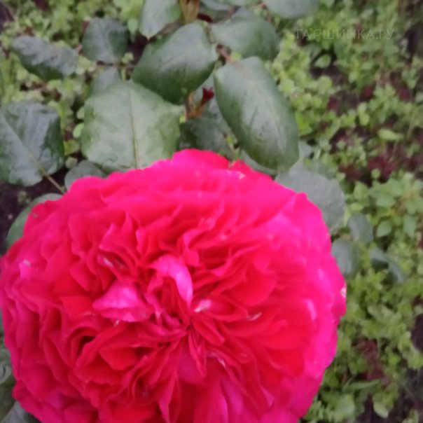 превью изображения отзыва