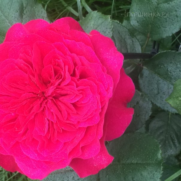 превью изображения отзыва