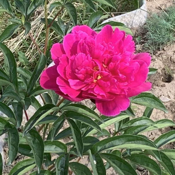 превью изображения отзыва