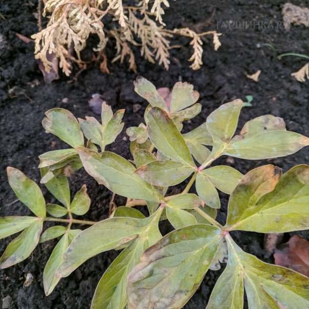 превью изображения отзыва