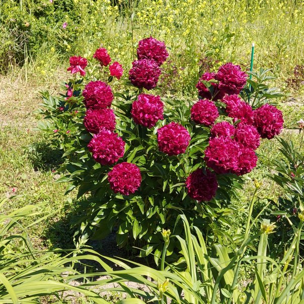 превью изображения отзыва