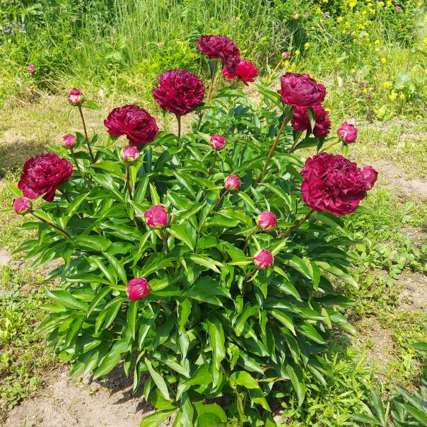 превью изображения отзыва