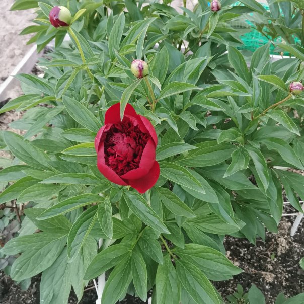 превью изображения отзыва