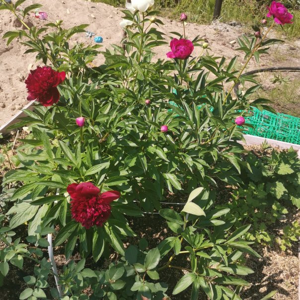 превью изображения отзыва