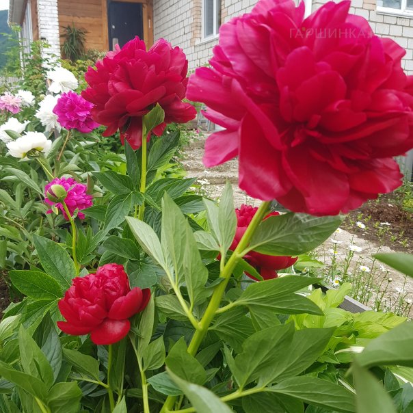 превью изображения отзыва