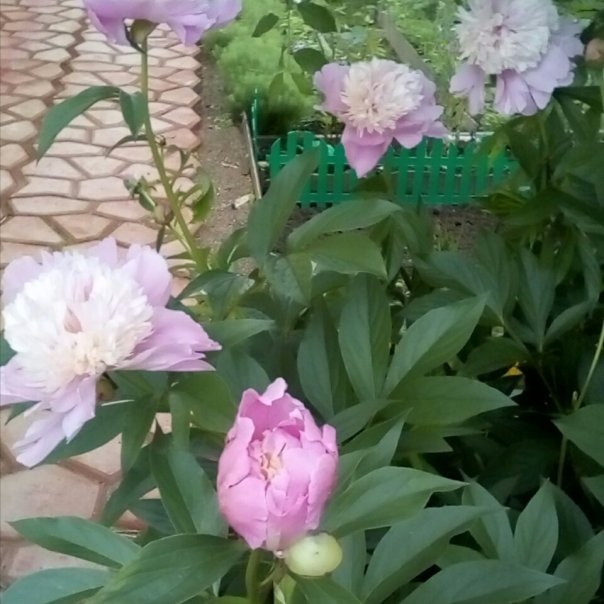 превью изображения отзыва