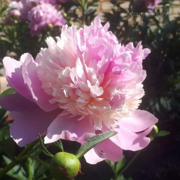 превью изображения отзыва