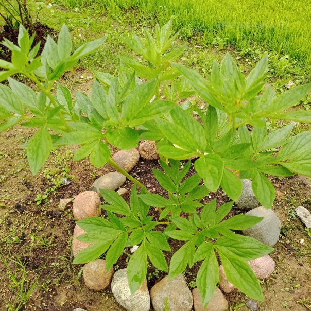 превью изображения отзыва