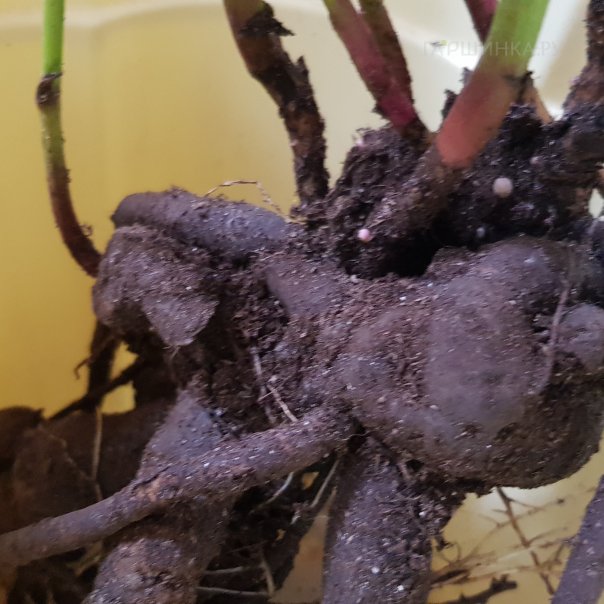 превью изображения отзыва