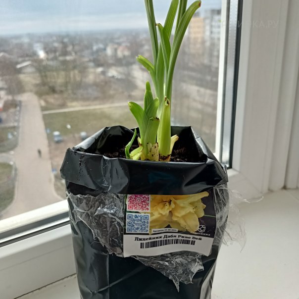 превью изображения отзыва