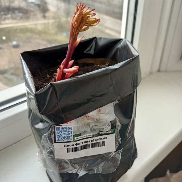 превью изображения отзыва