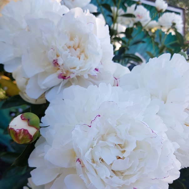 превью изображения отзыва