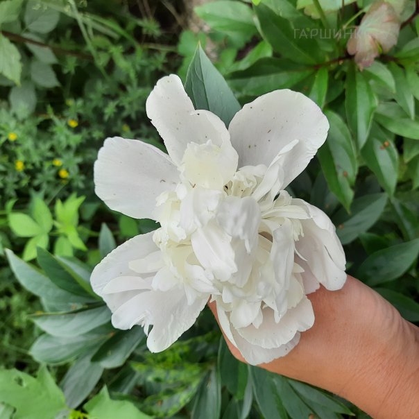 превью изображения отзыва