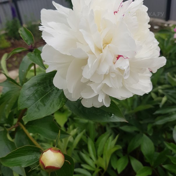 превью изображения отзыва