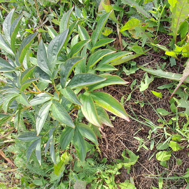 превью изображения отзыва