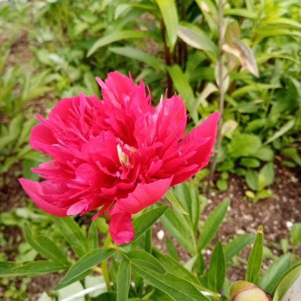 превью изображения отзыва