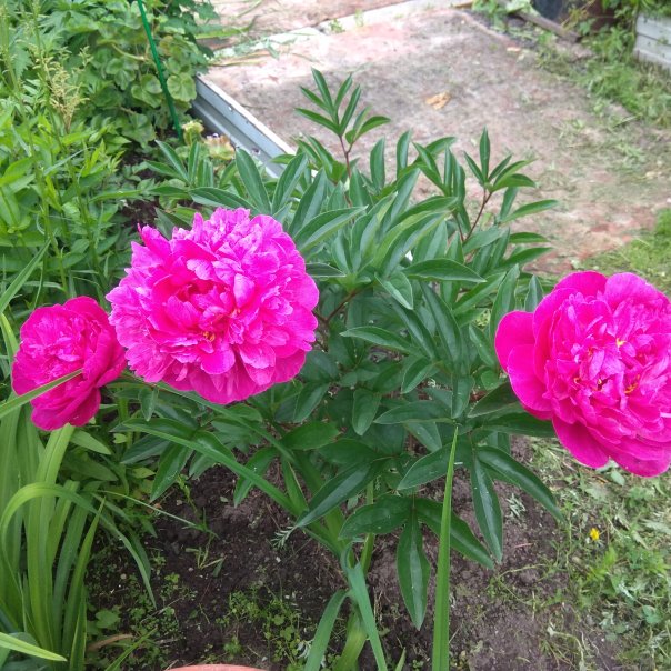 превью изображения отзыва