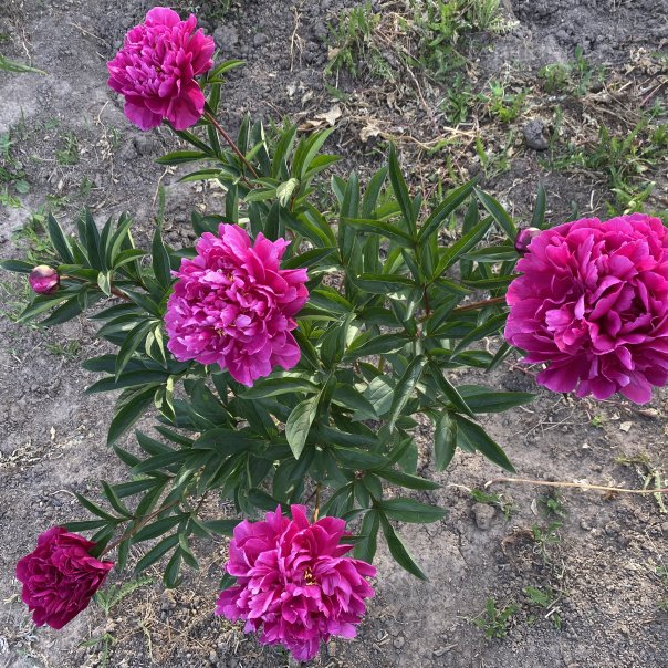 превью изображения отзыва