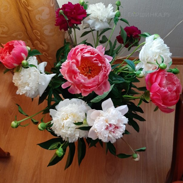 превью изображения отзыва