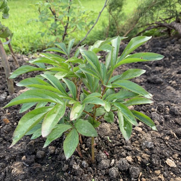 превью изображения отзыва