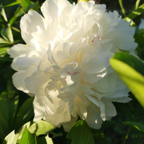 превью изображения отзыва