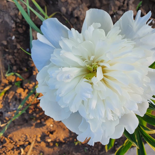 превью изображения отзыва