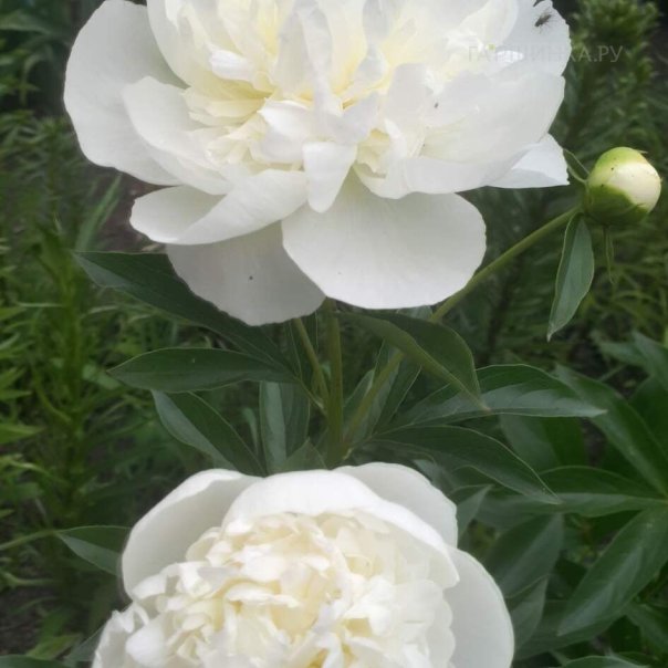 превью изображения отзыва