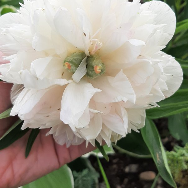 превью изображения отзыва