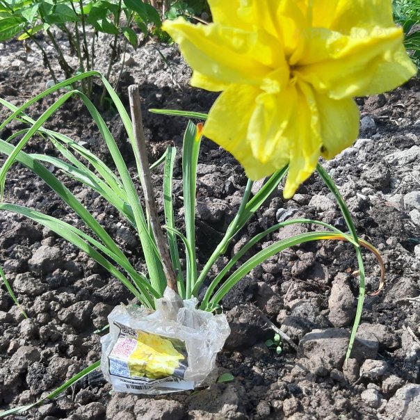 превью изображения отзыва