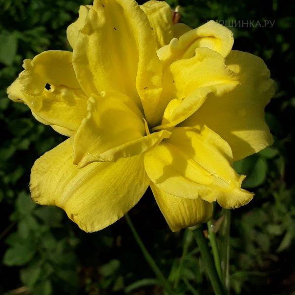 превью изображения отзыва