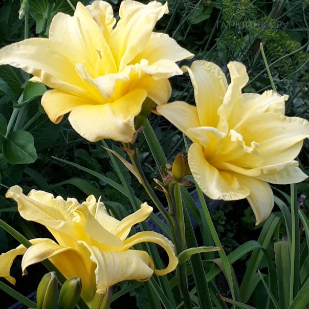 превью изображения отзыва