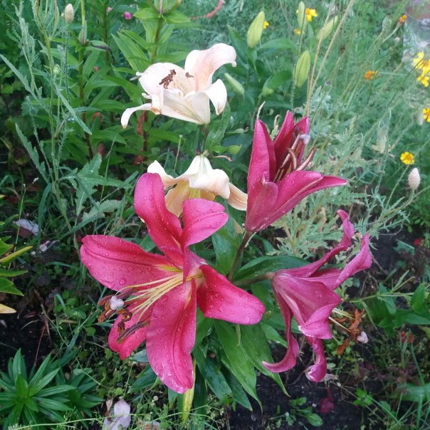 превью изображения отзыва