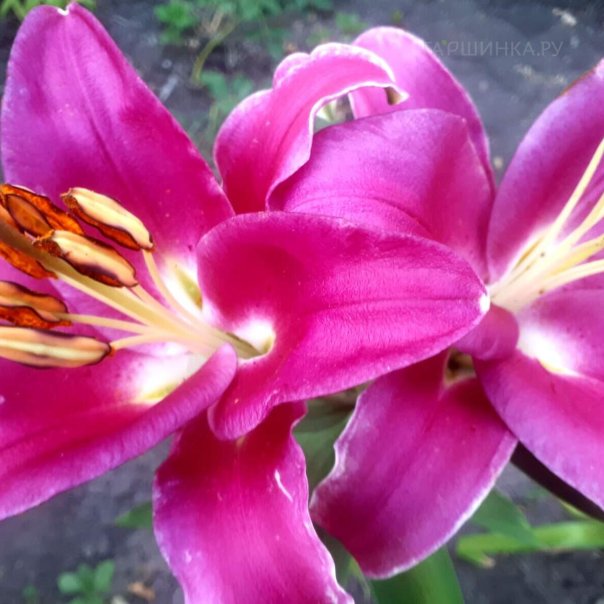 превью изображения отзыва