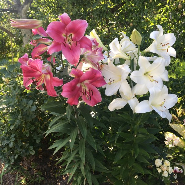 превью изображения отзыва