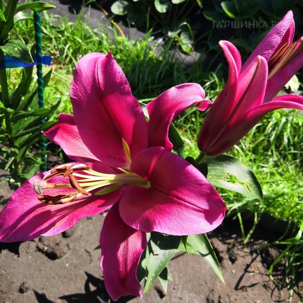 превью изображения отзыва