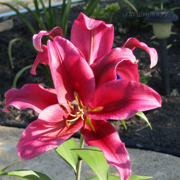 превью изображения отзыва