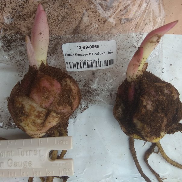 превью изображения отзыва